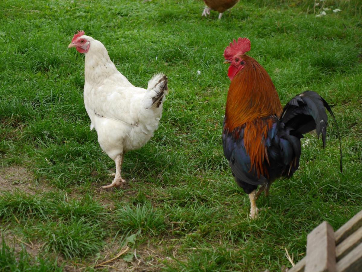 Agroturystyka "Pod Ptasia Gora" Golubie Esterno foto